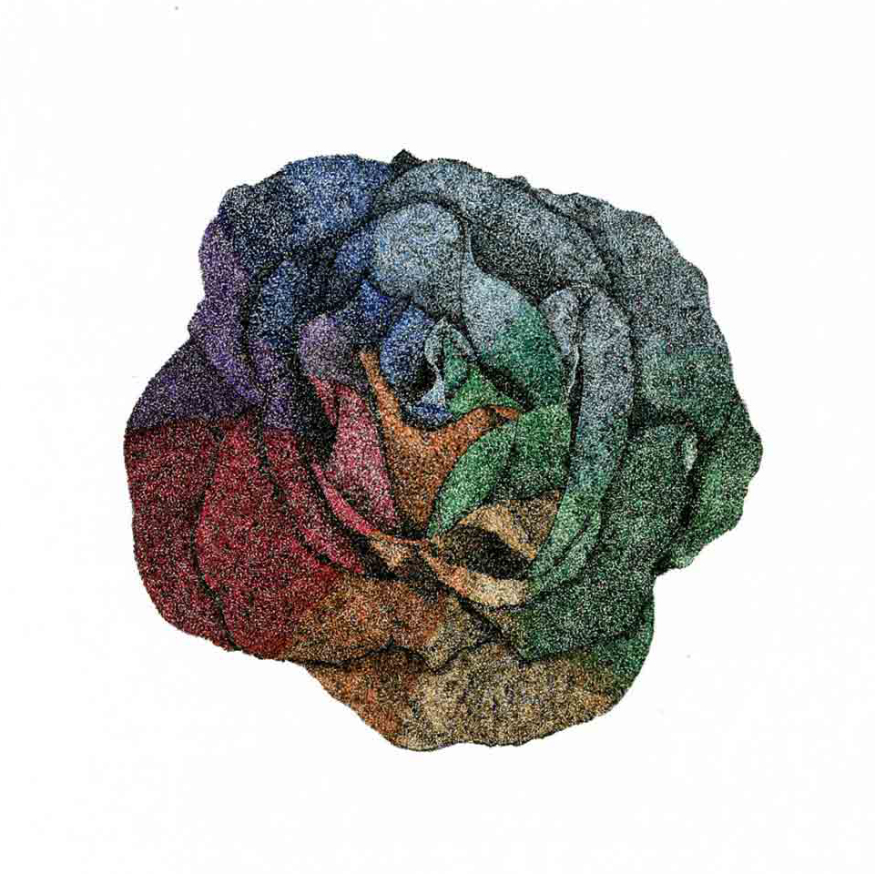 Rainbow rose